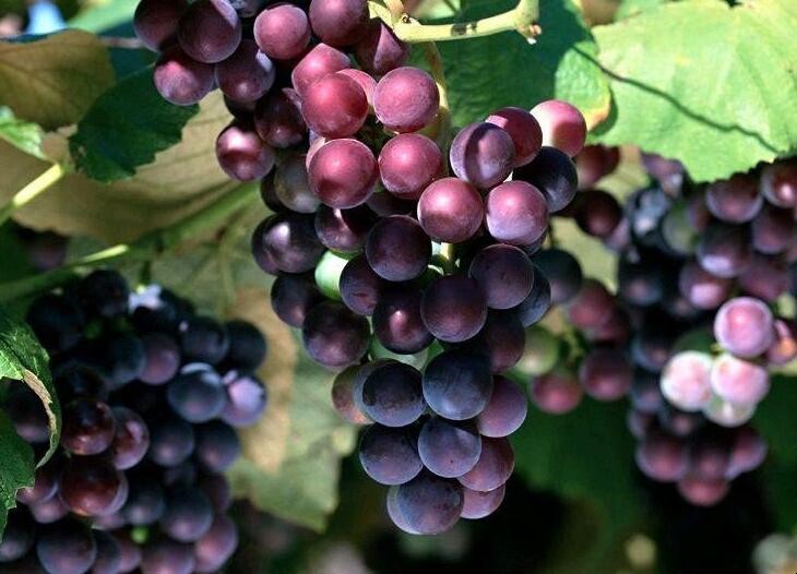 盆栽葡萄怎麼種植