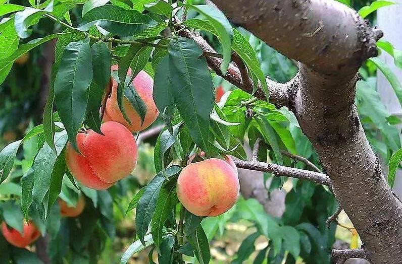 桃樹種植常見問題有哪些