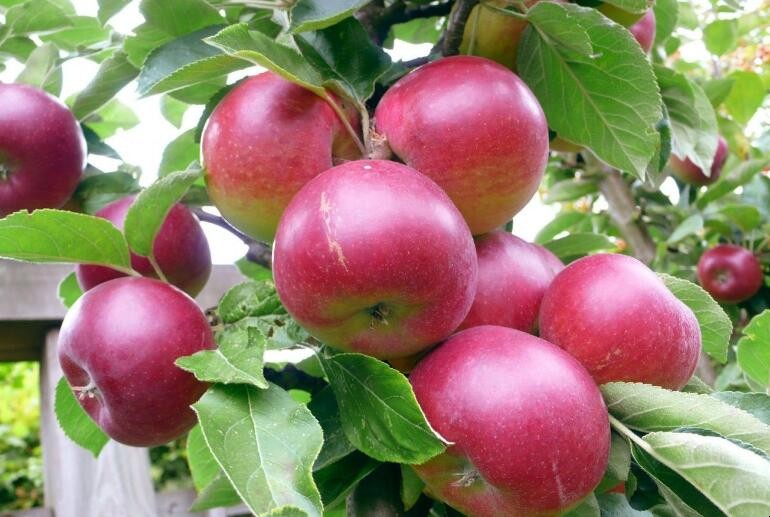 蘋果補鈣有哪些誤區