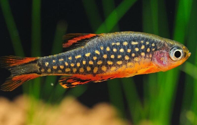珍珠燈魚養殖方法是什麼