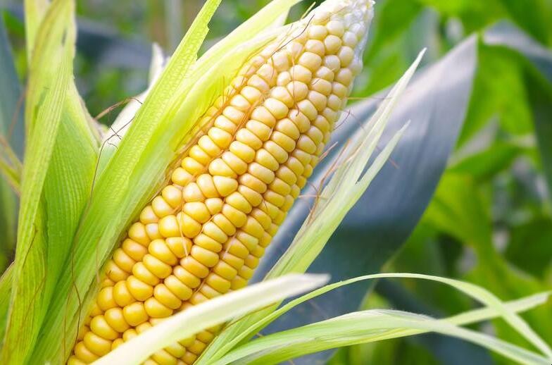 玉米促早熟技術是什麼