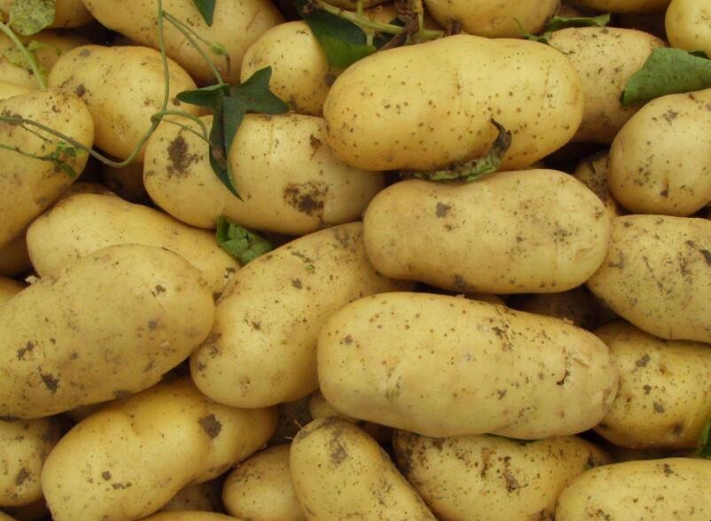 土豆種植技術是什麼