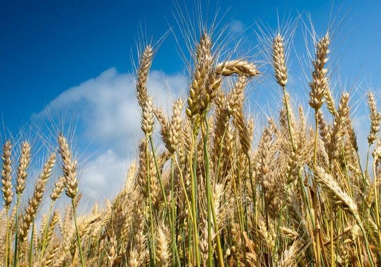 小麥有穗無粒是什麼原因
