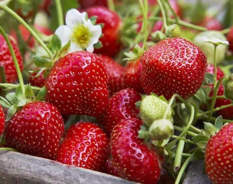 影響草莓果實膨大的五大因素是什麼