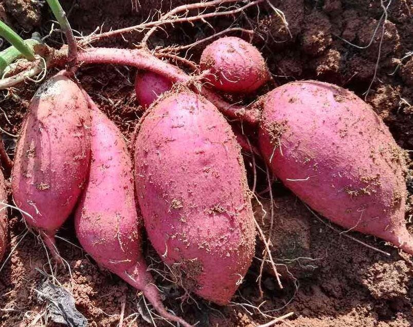 紅薯後期如何施肥