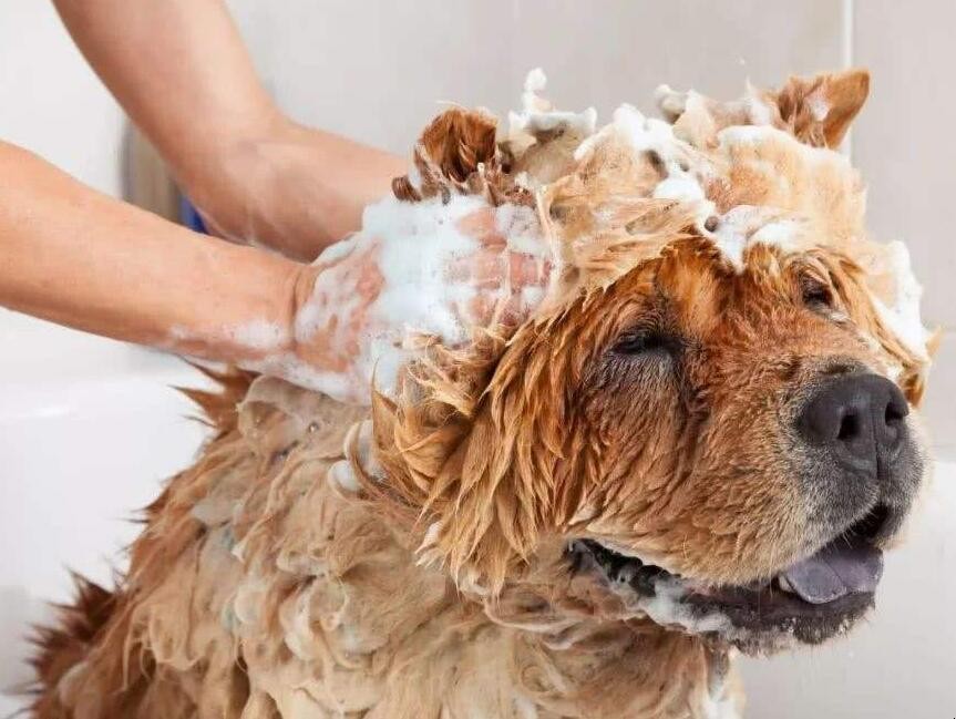 什麼情況下不能給狗狗洗澡