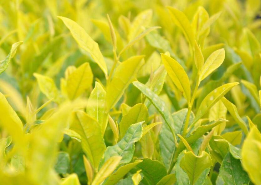 黃金茶的種植前景怎樣