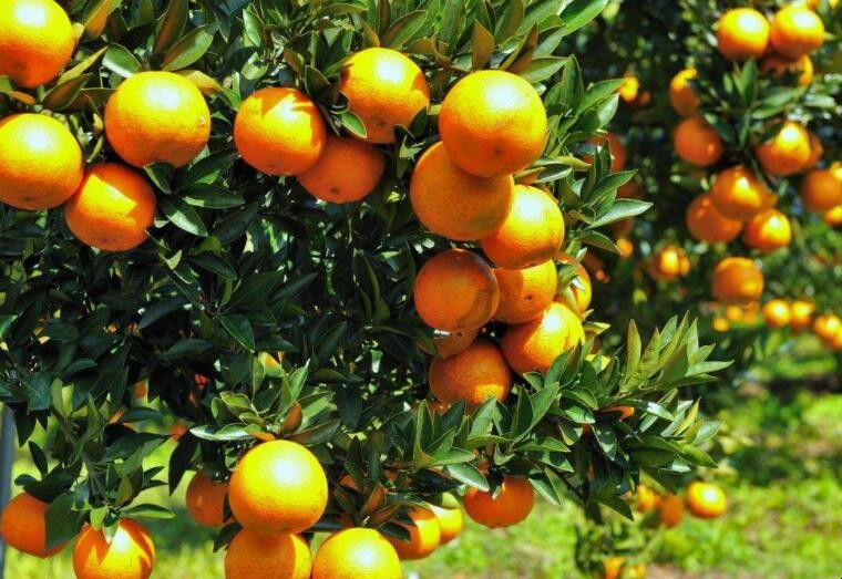 柑橘冬季怎麼管理