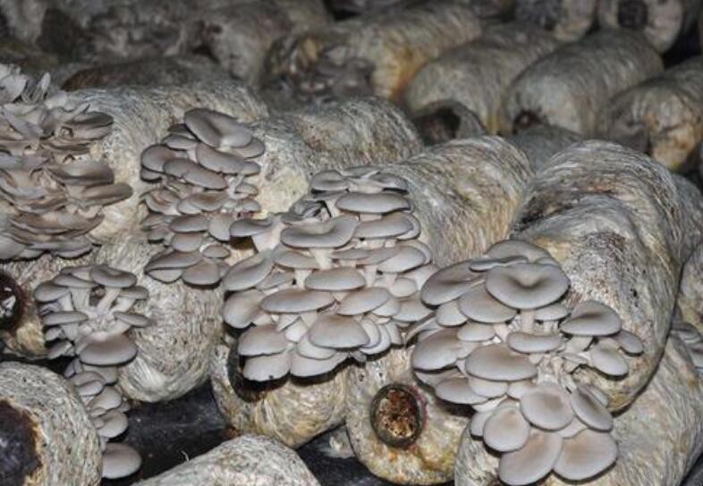 平菇種植常見誤區是什麼