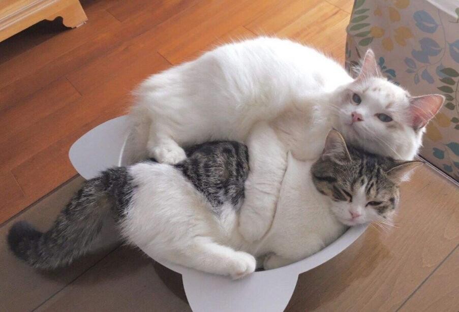 兩隻貓怎麼養