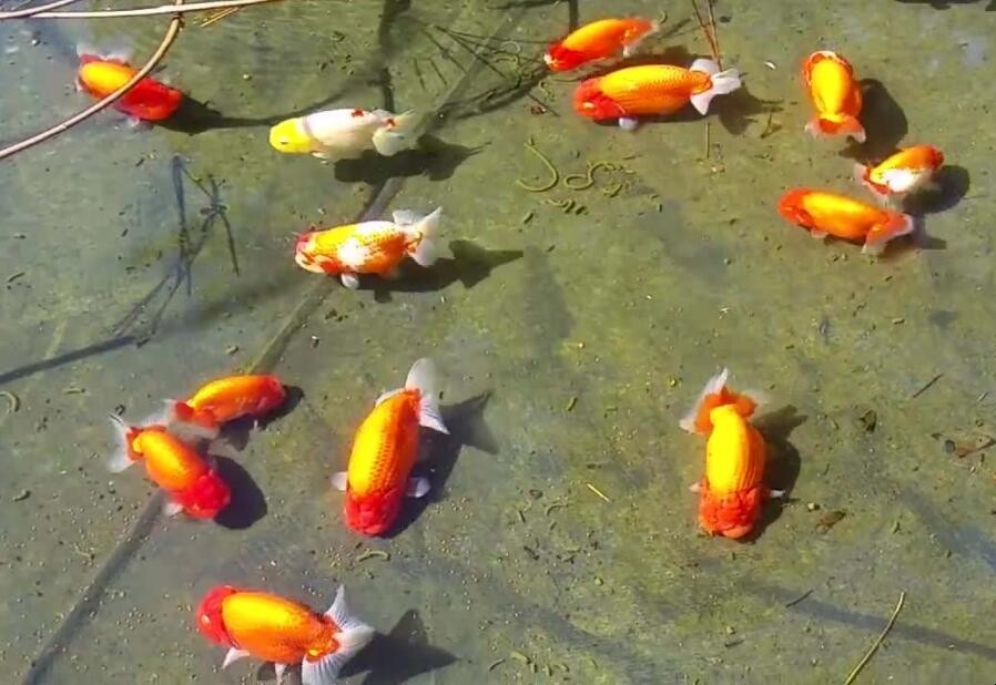 金魚孵化出來怎麼喂養