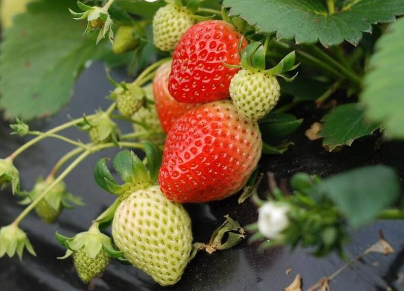 一般給草莓施什麼肥最好