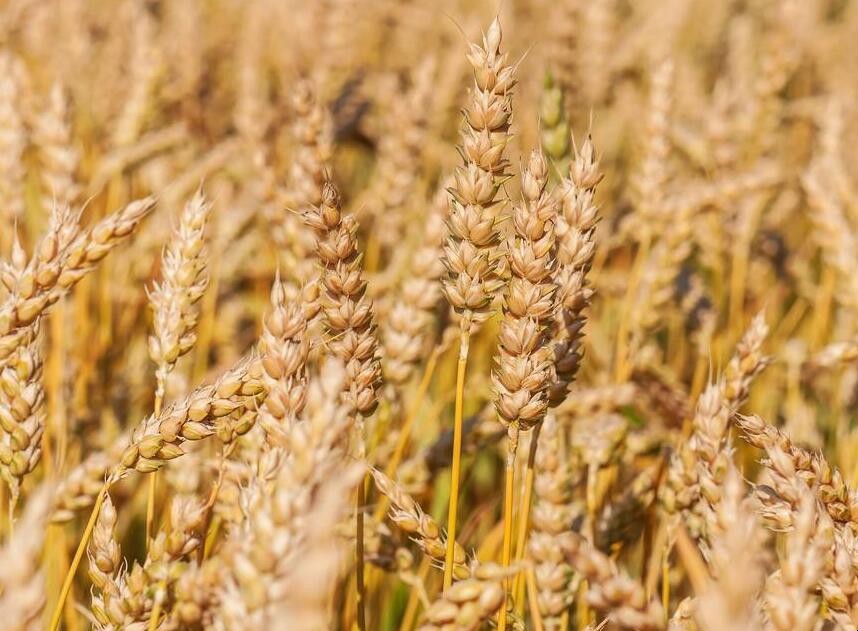 小麥高產栽培技術是什麼