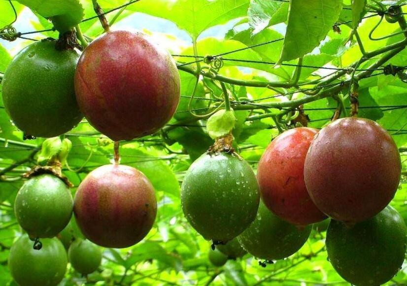 怎麼種植百香果