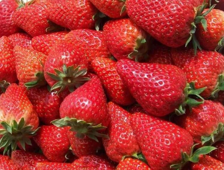 冬季草莓種植技術是什麼
