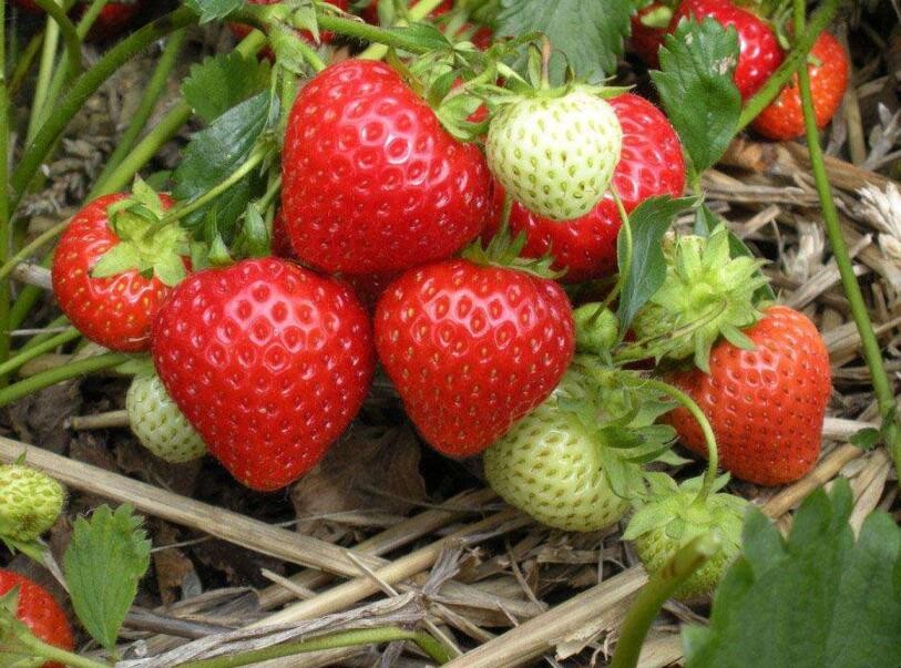 露天草莓幾月份種植