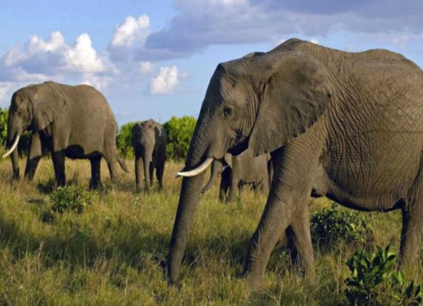 大象壽命有多長