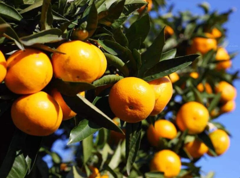 橘子樹河南能種嗎