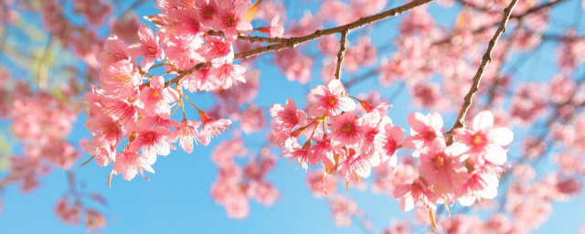 垂枝海棠和垂枝櫻花的區別 垂枝海棠和垂枝櫻花有什麼不同