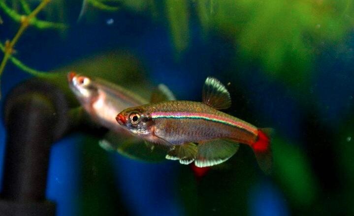 白雲金絲魚怎麼繁殖