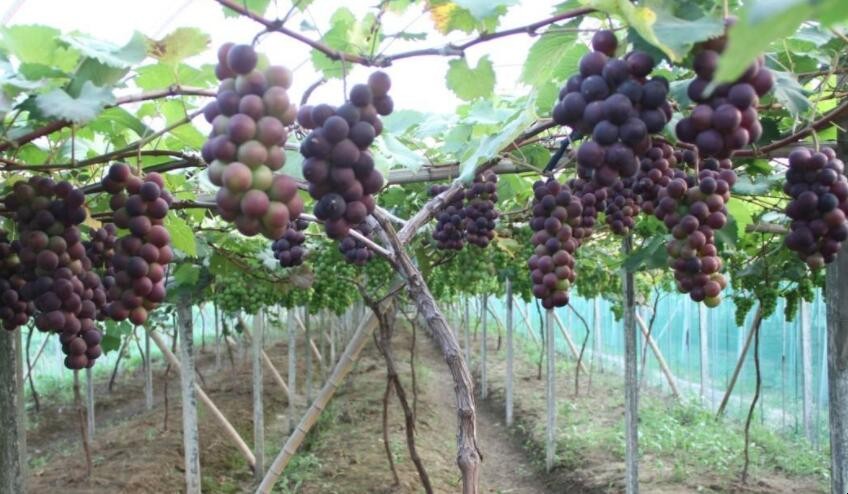 種植葡萄為什麼用大棚