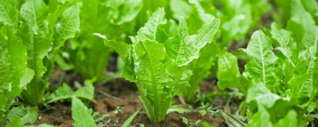 有機蔬菜怎麼種植 有機蔬菜如何種植
