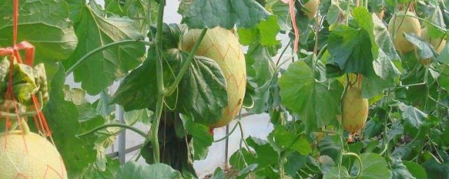 哈密瓜怎麼種植 哈密瓜如何種植