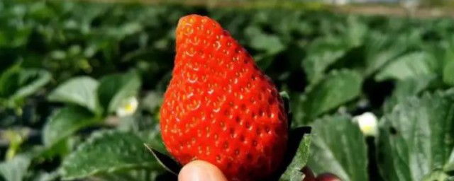 奶油草莓怎麼種植 奶油草莓怎樣種植