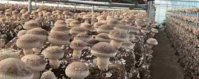 香菇是怎麼種植的 香菇是如何種植的