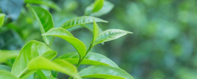 茶樹種子要怎麼種植 茶樹種子要如何種植