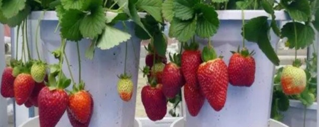 室內草莓怎麼種植 如何種植室內草莓