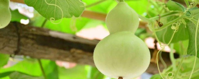 小葫蘆怎麼種植 小葫蘆種植方法介紹