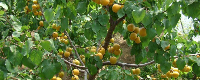 杏樹怎麼種植 杏樹種子種植方法介紹