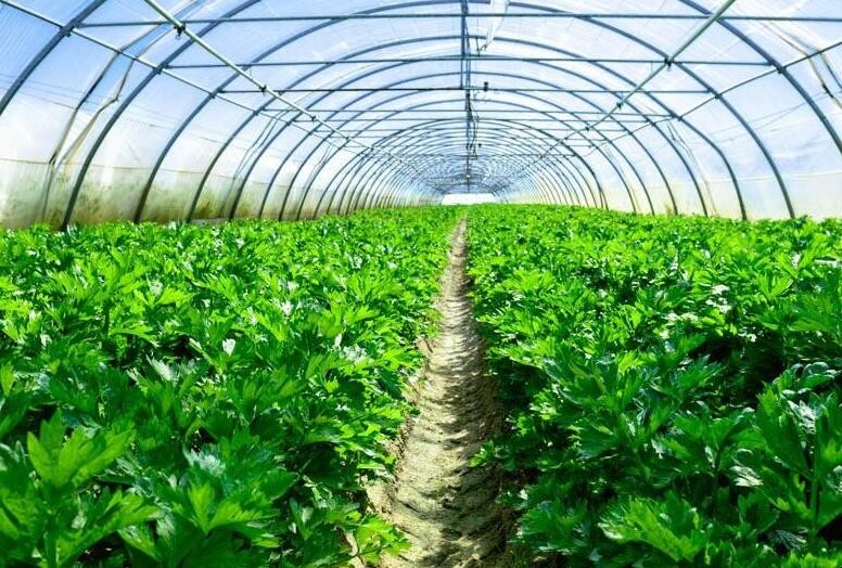 2020年種植有機蔬菜的前景怎麼樣