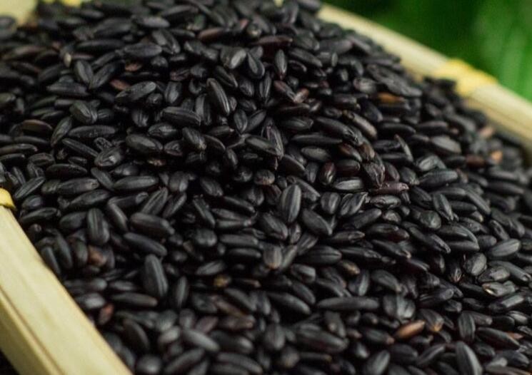 湖北荊州可以種植黑米嗎
