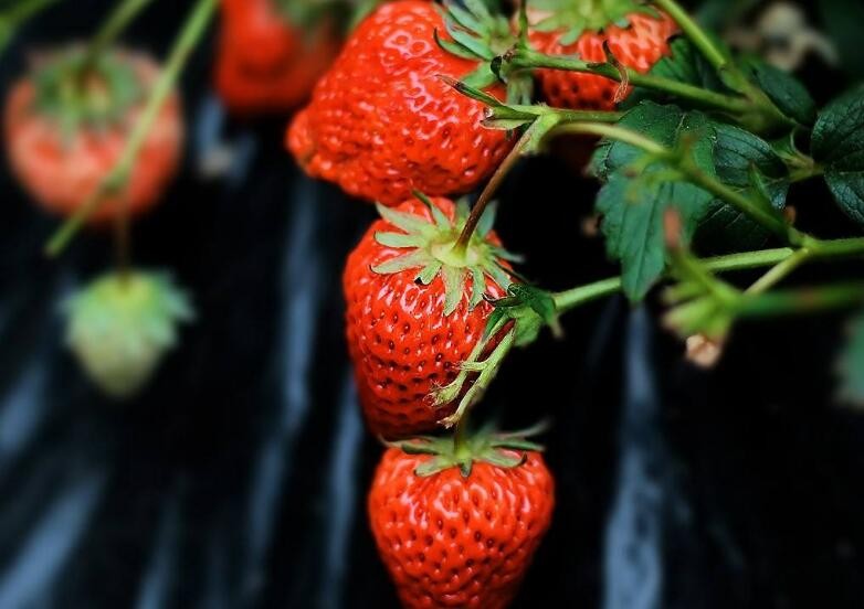 怎麼看草莓是否壞瞭