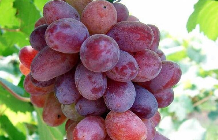 葡萄怎麼保存