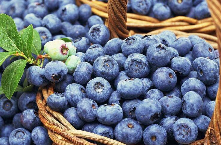 怎樣挑選新鮮的藍莓