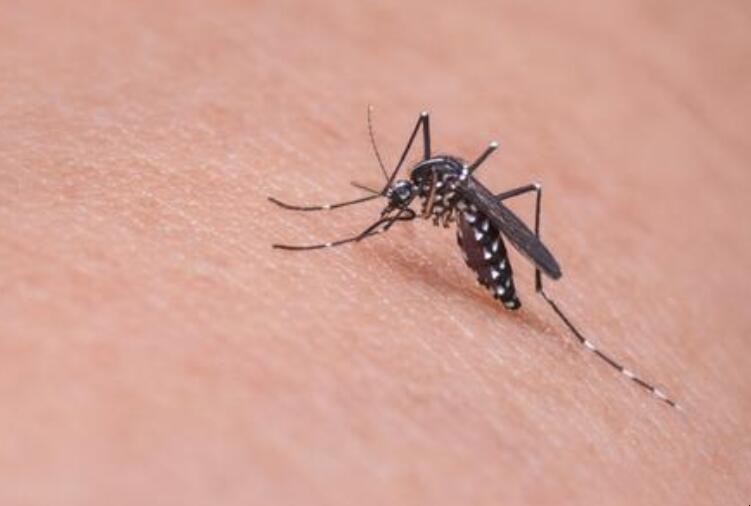 夏季如何預防蚊子