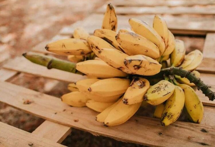 香蕉的品種有哪些