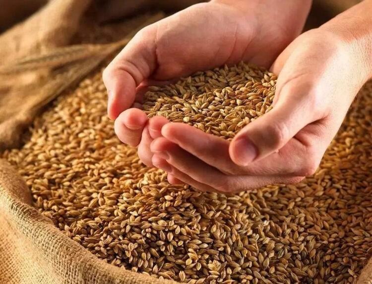 大麥和小麥的區別有哪些
