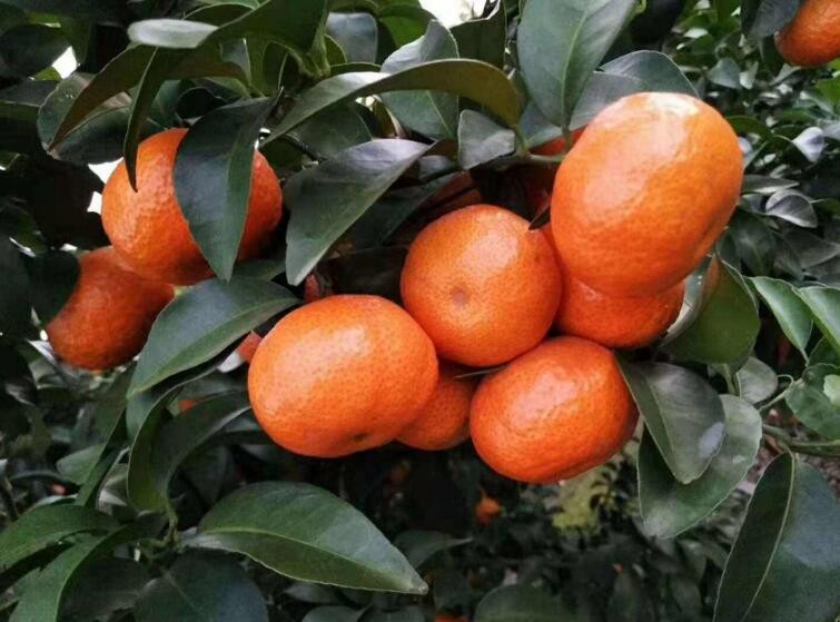 橘子都有哪些品種
