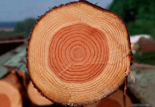 松木和橡木的區別是什麼