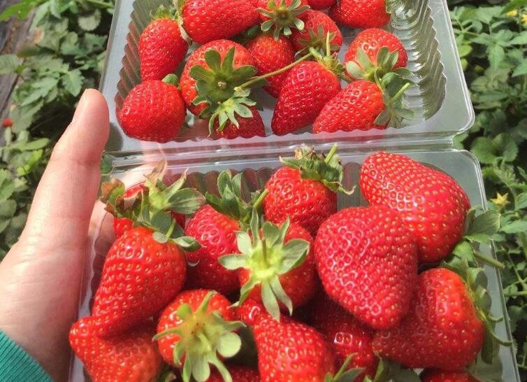 如何挑選好吃的草莓