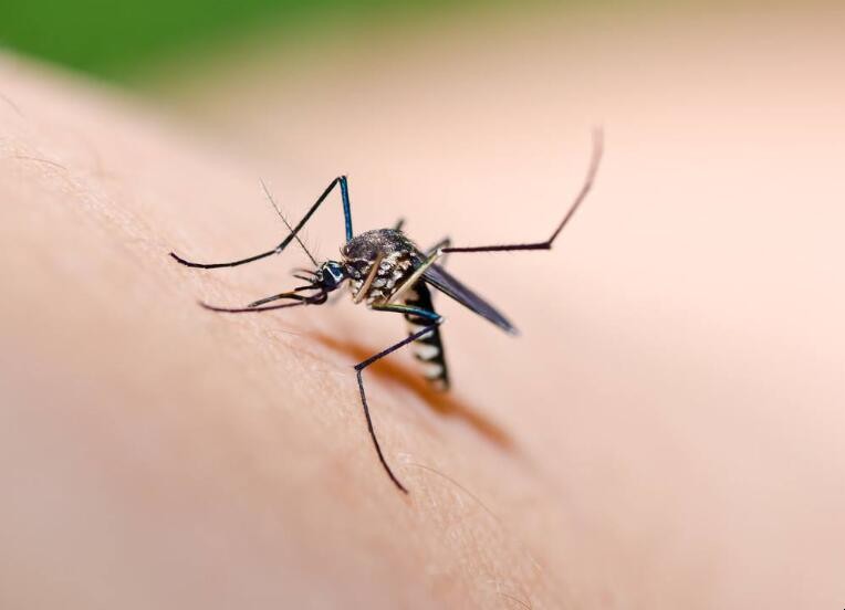 農村夏天蚊子多要怎麼辦