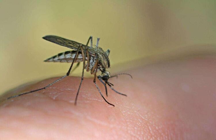 夏天怎樣防止蚊蟲叮咬