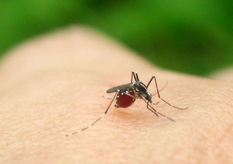 如何預防蚊子