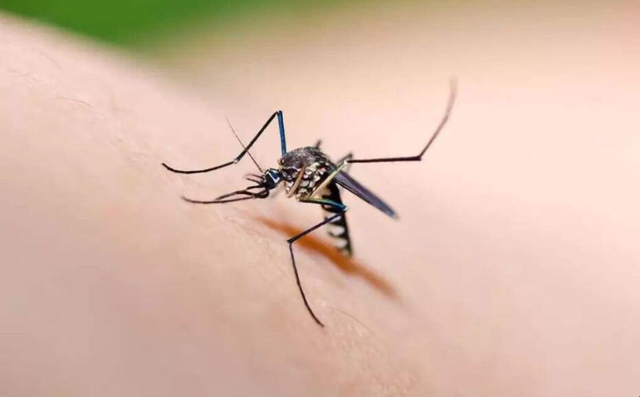 蚊子最怕什麼氣味