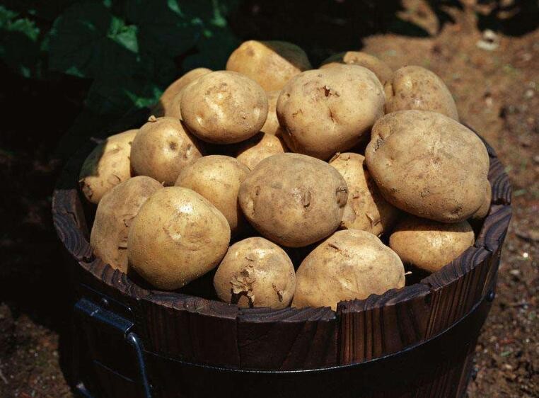 土豆怎麼放不發芽不變綠