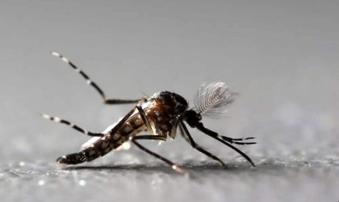 蚊子越來越多怎麼處理